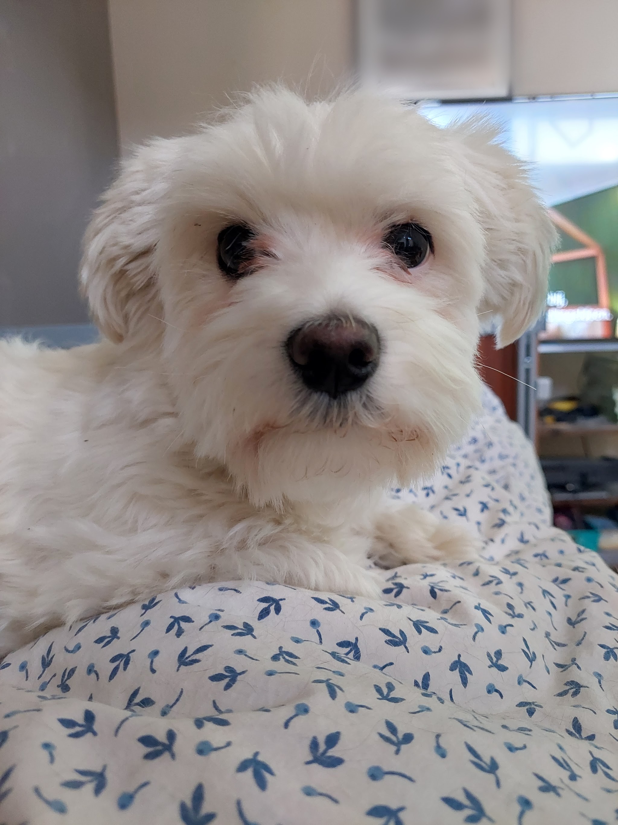Een pluizig wit hondje ligt ontspannen op een deken met een blauw bladmotief