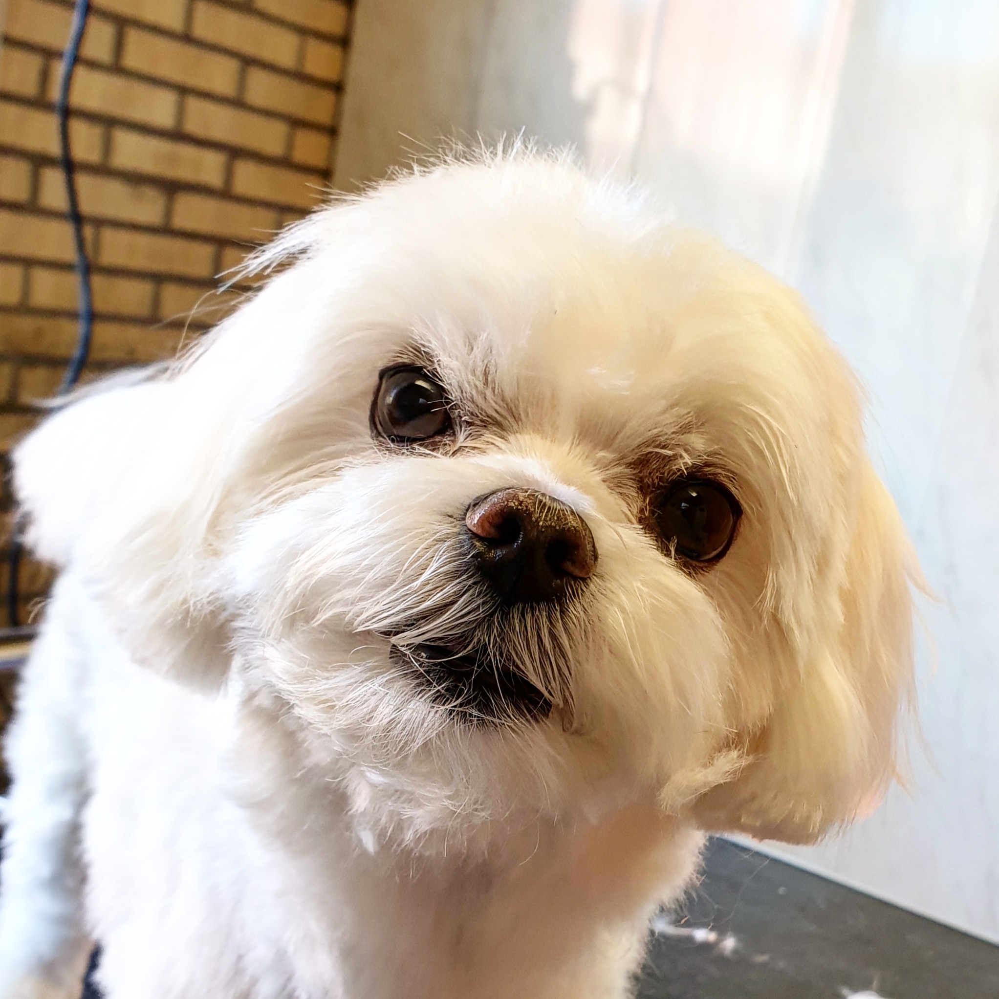 Een pas getrimd wit hondje met een zachte vacht, van dichtbij
