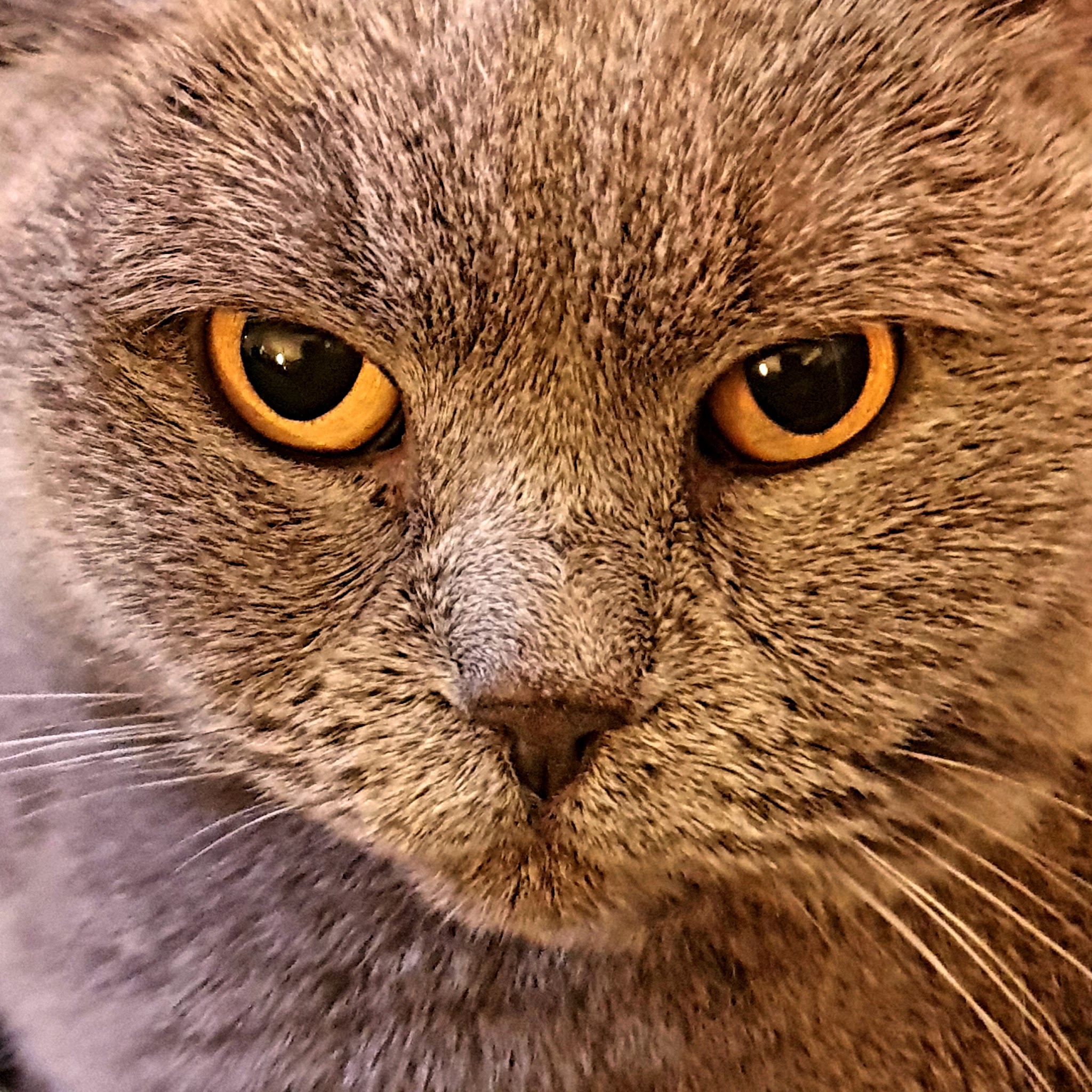Close-up van een grijze Britse korthaar kat met oranje ogen