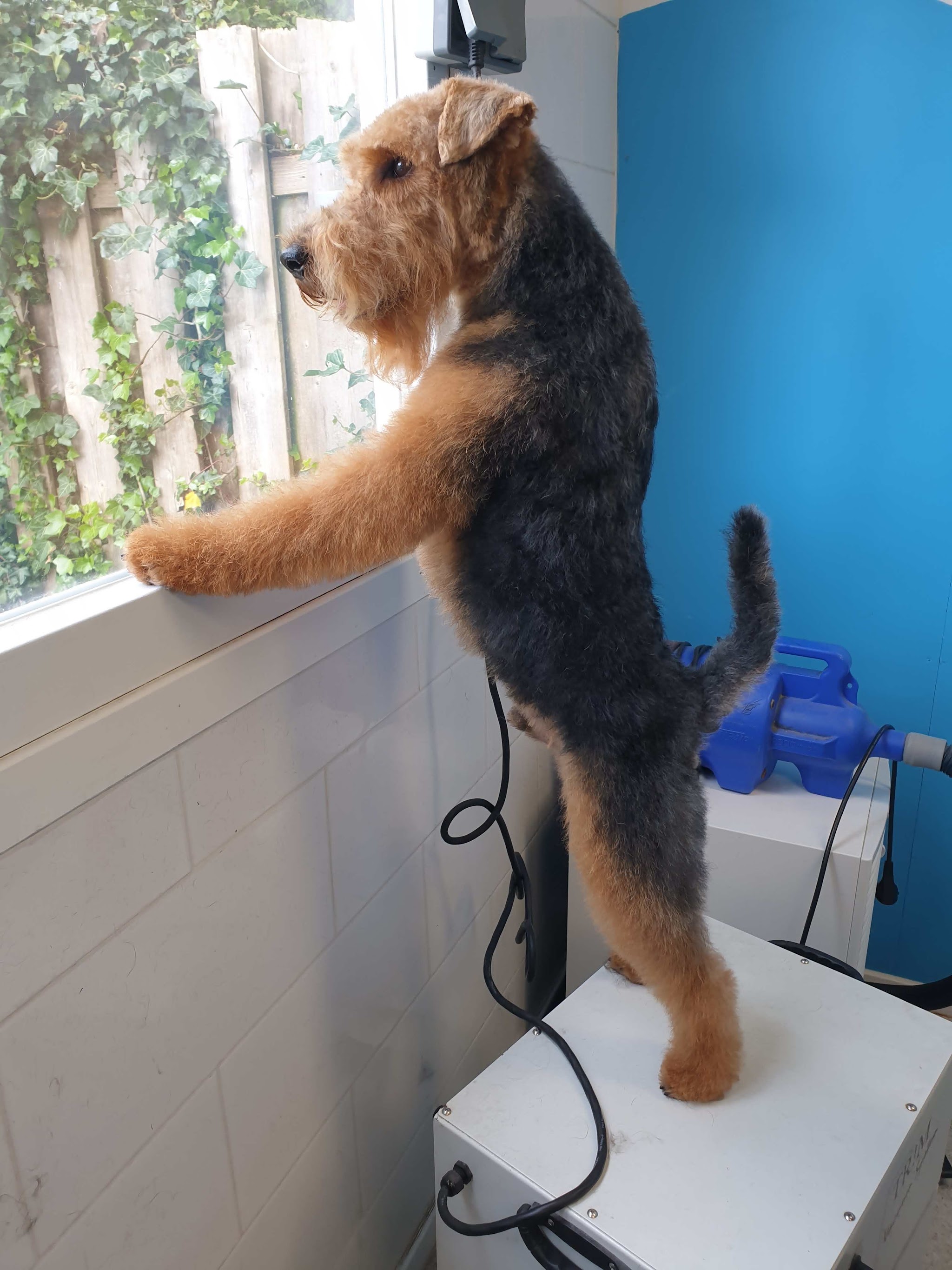 Een getrimde terriër staat met zijn voorpoten tegen het raam van de salon, met blauwe wand en föhn
